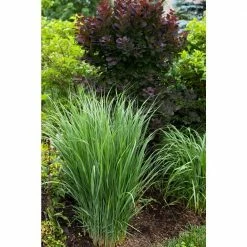 BELL NURSERY 1 Gal. Prairie Dog Switch Grass (Panicum virgatum) Live Ornamental Grass Plant