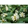 BELL NURSERY 4 in. Pachysandra Plant Live Perennial Plant (6-Pack)