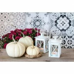 BELL NURSERY Live Halloween Baby Boo Pumpkin (Bag of)