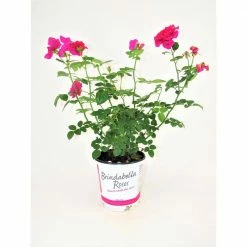 BELL NURSERY 1 Gal. Brindabella Purple Prince Rose with Purple Flowers
