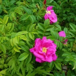 BELL NURSERY 2 Gal. Japanese Rose (Rosa rugosa) Live Shrub with Pink Flowers
