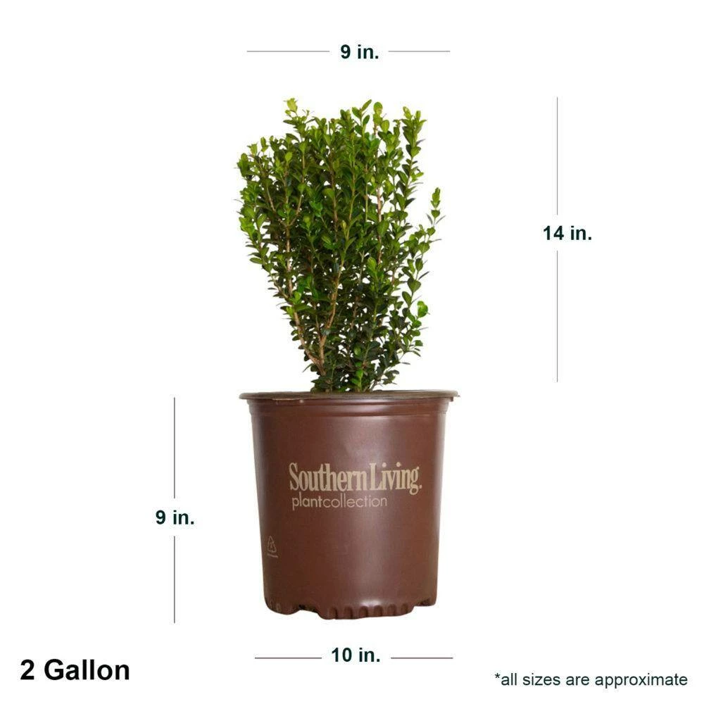 SOUTHERN LIVING 2 Gal. - Winterstar Boxwood Live Evergreen Shrub Plant, Glossy Green Foliage - Image 3