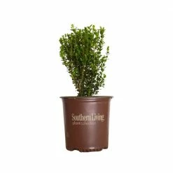 SOUTHERN LIVING 2 Gal. - Winterstar Boxwood Live Evergreen Shrub Plant, Glossy Green Foliage