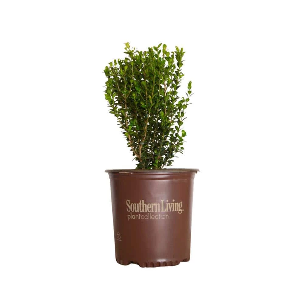 SOUTHERN LIVING 2 Gal. - Winterstar Boxwood Live Evergreen Shrub Plant, Glossy Green Foliage