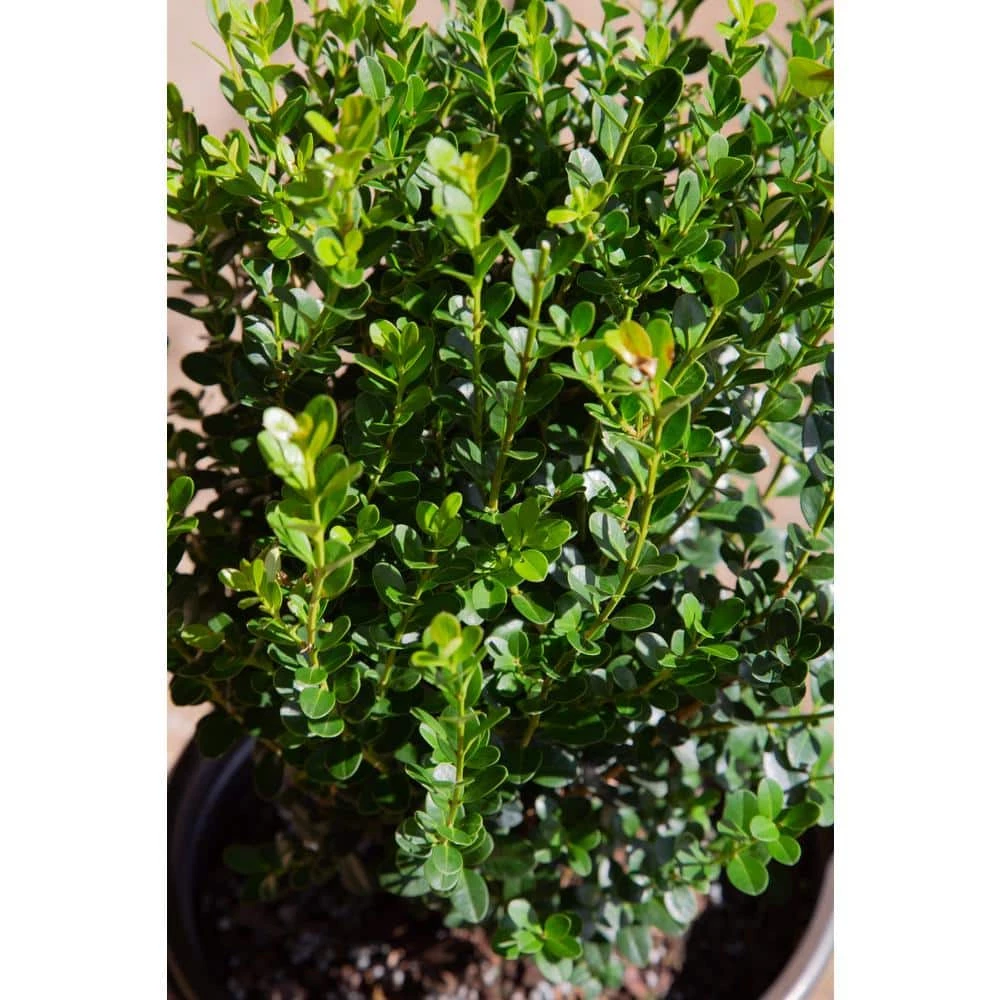 SOUTHERN LIVING 2 Gal. - Winterstar Boxwood Live Evergreen Shrub Plant, Glossy Green Foliage - Image 2