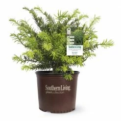 SOUTHERN LIVING 2 Gal. Plum Yew Yewtopia, Live Evergreen Shrub, Dark Green Needled Foliage