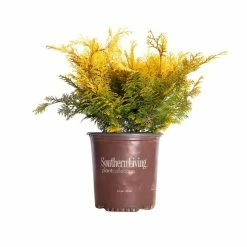 SOUTHERN LIVING 2 Gal. Night Light Chamaecyparis Yellow Foliage