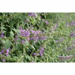 SOUTHERN LIVING 2 Gal. Ultra Violet Buddleia With Violet Panicle Bloom Clusters, Live Shrub that Reblooms