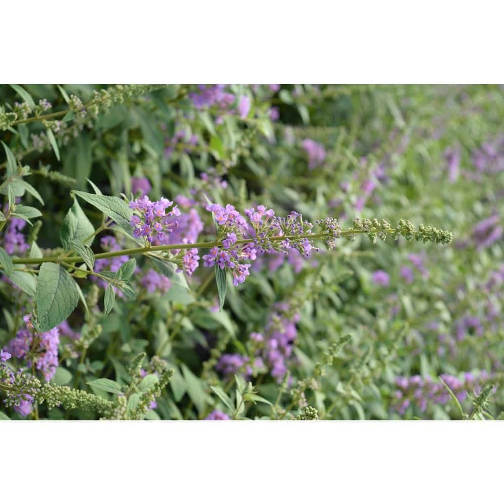 SOUTHERN LIVING 2 Gal. Ultra Violet Buddleia With Violet Panicle Bloom Clusters, Live Shrub that Reblooms