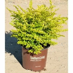 SOUTHERN LIVING 2 Gal. Sunshine Ligustrum Evergreen Shrub, Bright Golden-Yellow Foliage