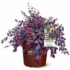 SOUTHERN LIVING 2 Gal. Red Diamond Loropetalum Shrub with Burgundy Foliage and Bright Red Blooms