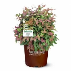 SOUTHERN LIVING 2 Gal. Nandina Blush Pink Shrub with Pink and Red Foliage