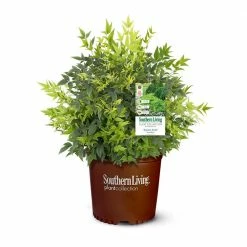 SOUTHERN LIVING 2 Gal. Lemon Lime Nandina Shrub with Lime Green Foliage