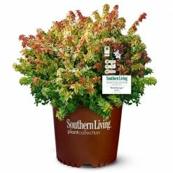 SOUTHERN LIVING 2 Gal. Kaleidoscope Abelia Plant with Chameleon-like Foliage that Blooms White Flowers