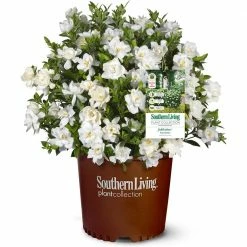 SOUTHERN LIVING 2 g Jubilation Gardenia Shrub with Fragrant White Flowers