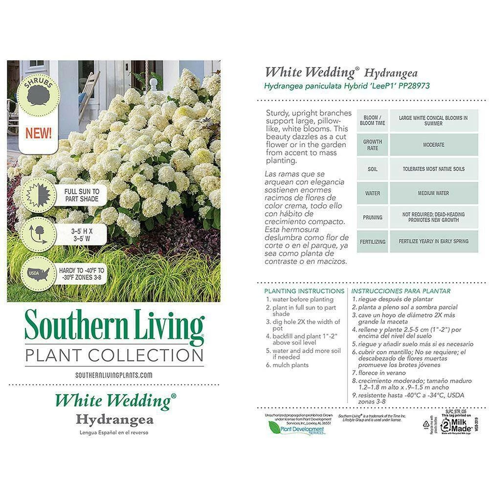 SOUTHERN LIVING 2 Gal. White Wedding Hydrangea Shrub with Pillow-Like White Blooms - Image 5