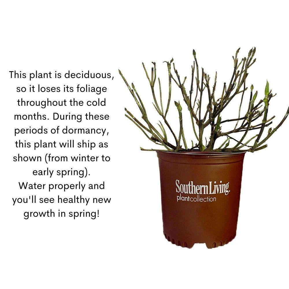 SOUTHERN LIVING 2 Gal. White Wedding Hydrangea Shrub with Pillow-Like White Blooms - Image 8