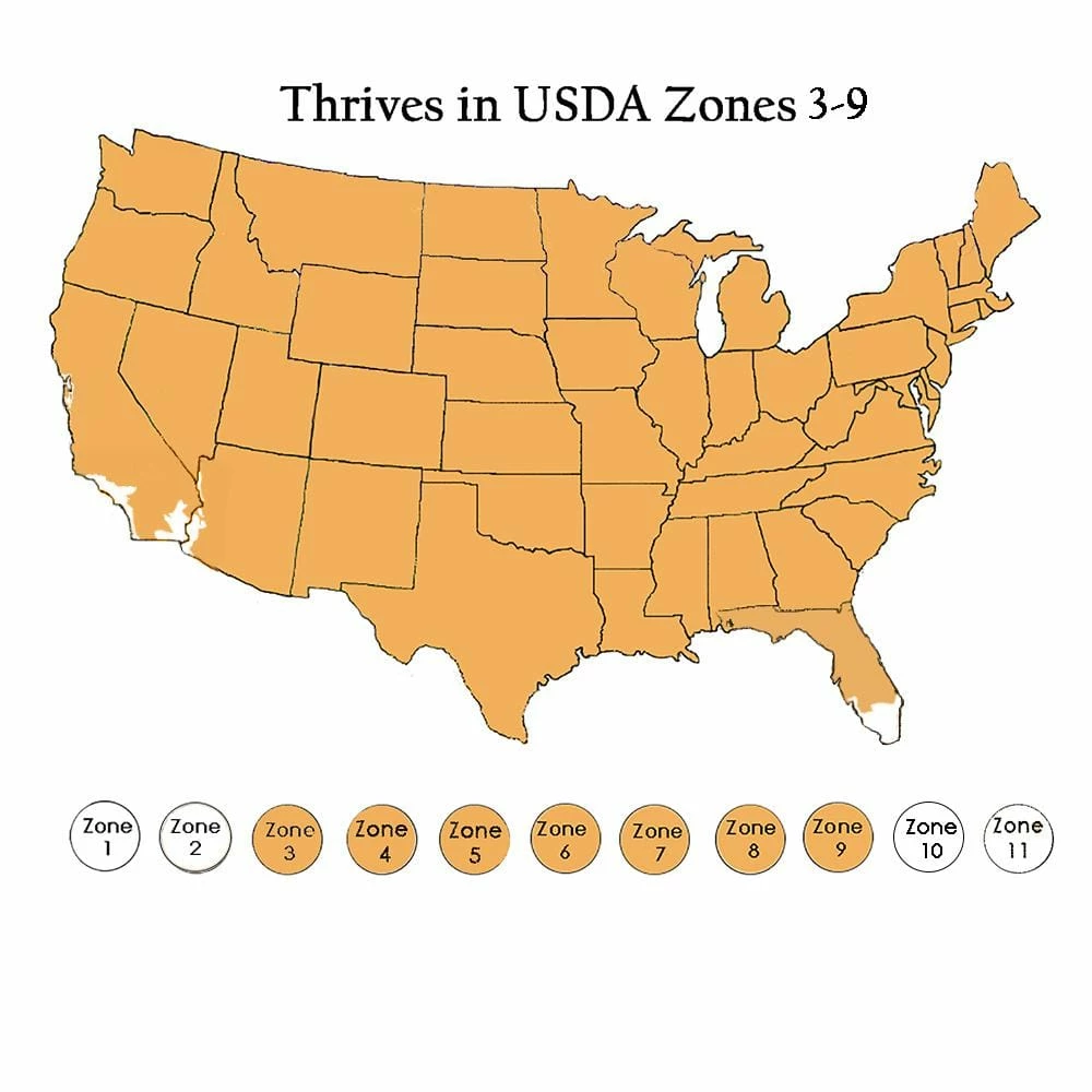 SOUTHERN LIVING 2 Gal. White Wedding Hydrangea Shrub with Pillow-Like White Blooms - Image 6