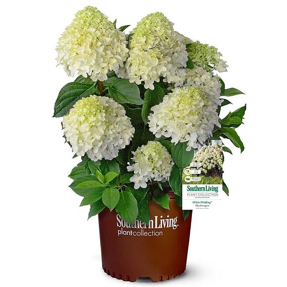 SOUTHERN LIVING 2 Gal. White Wedding Hydrangea Shrub with Pillow-Like White Blooms