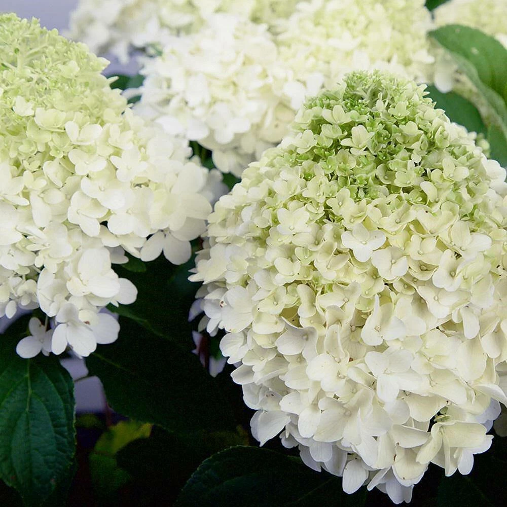 SOUTHERN LIVING 2 Gal. White Wedding Hydrangea Shrub with Pillow-Like White Blooms - Image 3