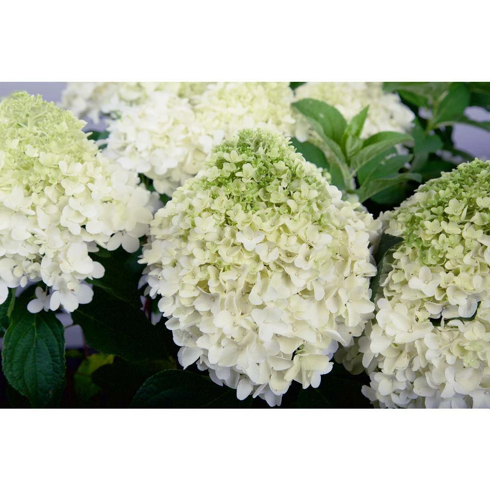 SOUTHERN LIVING 2 Gal. White Wedding Hydrangea Shrub with Pillow-Like White Blooms - Image 2