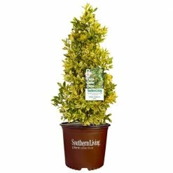 SOUTHERN LIVING 3 Gal. Golden Oakland Holly Plant with Golden Variegated Foliage