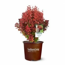 SOUTHERN LIVING 5 Gal. Orange Rocket Barberry Plant with Coral to Ruby Red Foliage