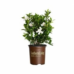 SOUTHERN LIVING 2.5 Qt. Jubilation Gardenia, Live Evergreen Shrub, White Fragrant Blooms