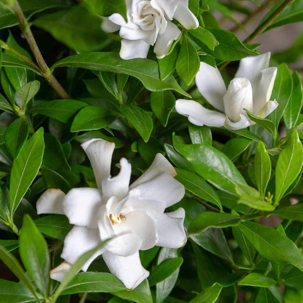 SOUTHERN LIVING 2 Gal. Fool Proof Gardenia, Evergreen Shrub In A Compact Form With Pure White Blooms - Image 4