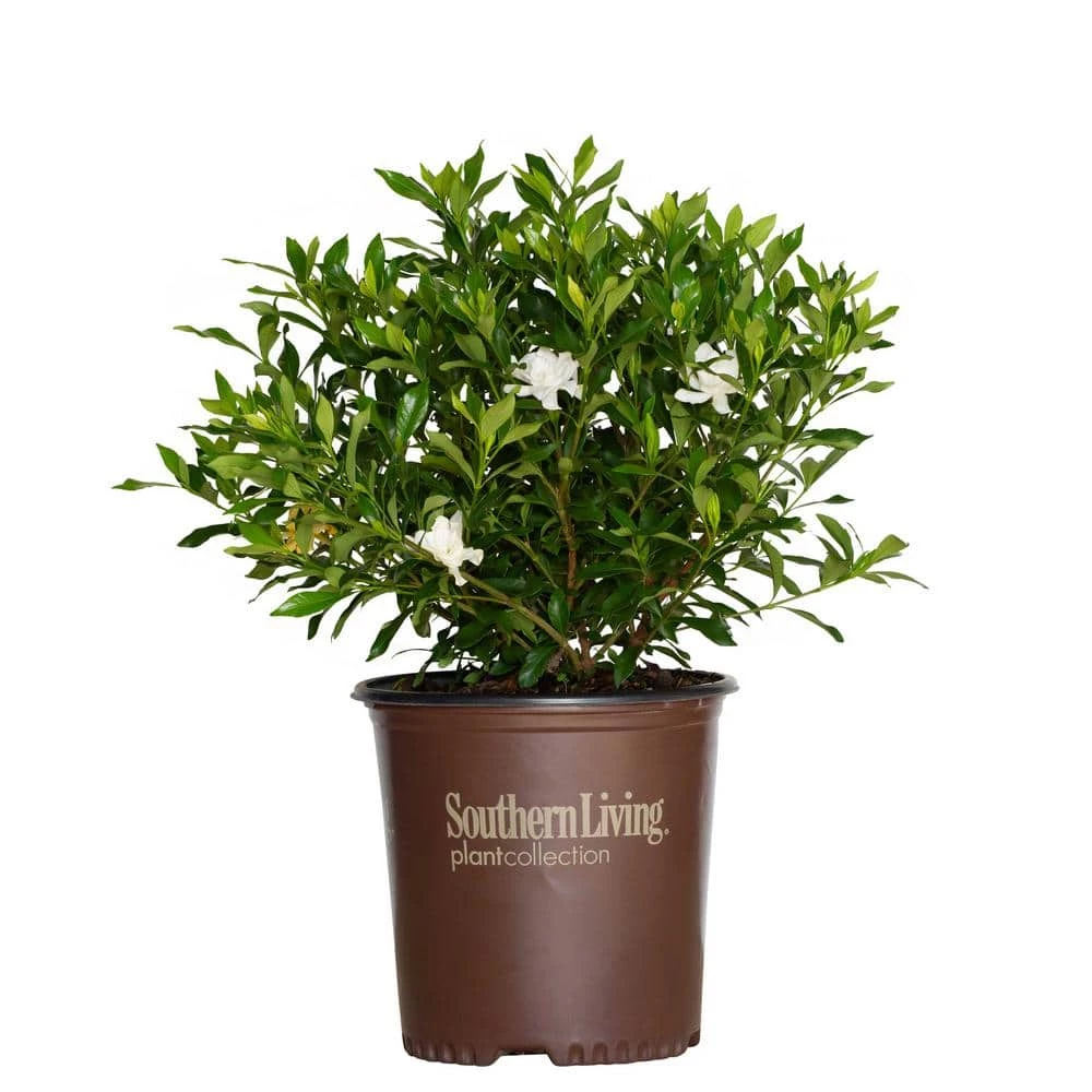 SOUTHERN LIVING 2 Gal. Fool Proof Gardenia, Evergreen Shrub In A Compact Form With Pure White Blooms