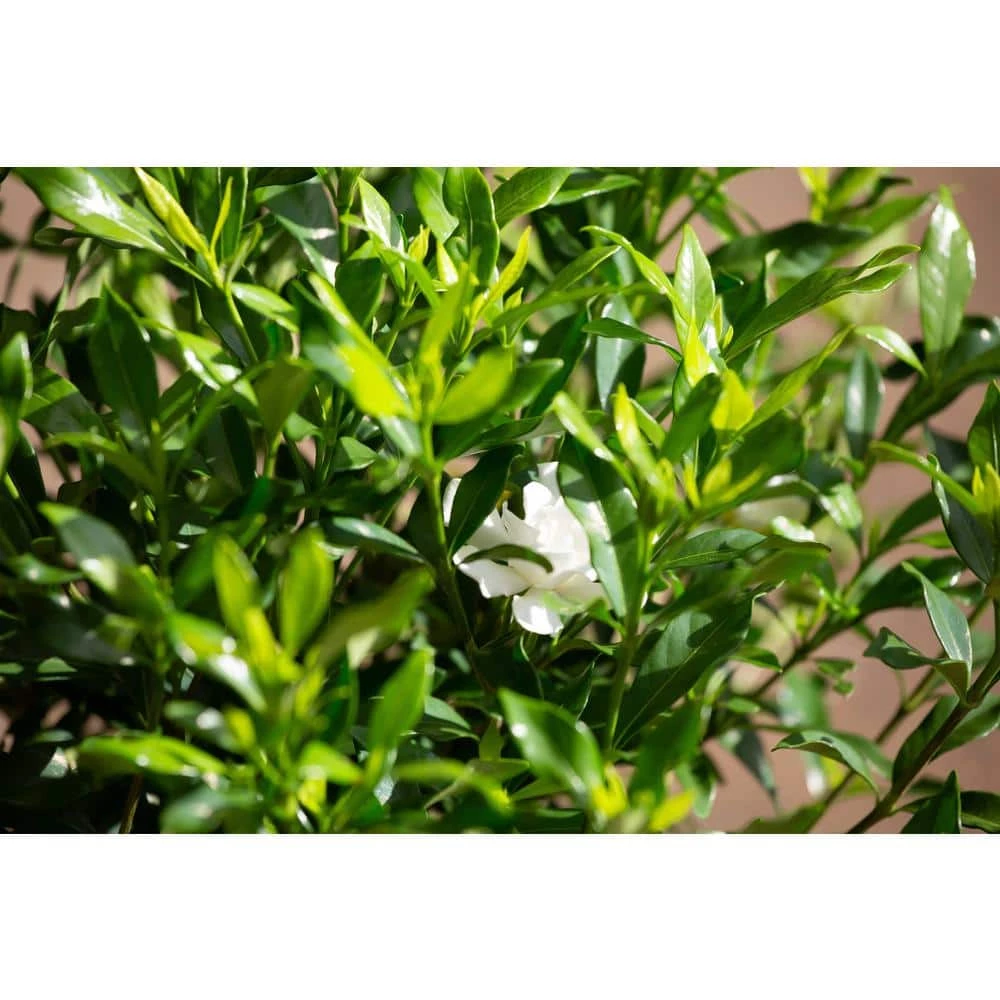 SOUTHERN LIVING 2 Gal. Fool Proof Gardenia, Evergreen Shrub In A Compact Form With Pure White Blooms - Image 3