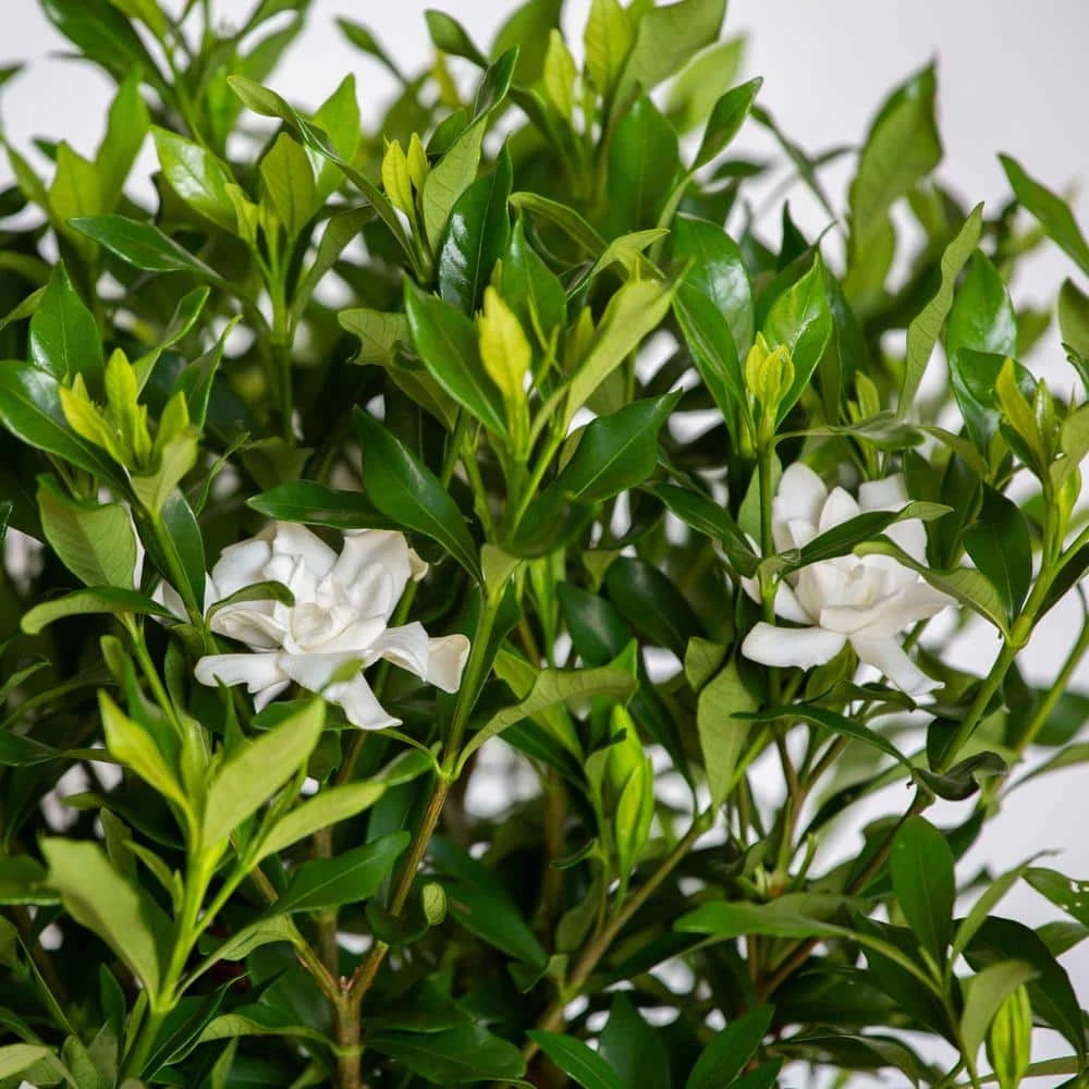 SOUTHERN LIVING 2 Gal. Fool Proof Gardenia, Evergreen Shrub In A Compact Form With Pure White Blooms - Image 2