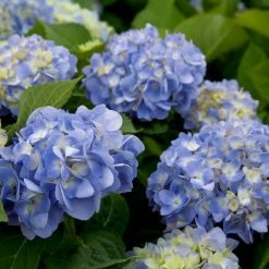 SOUTHERN LIVING 2 Gal. Dear Dolores Hydrangea(Macrophylla) Live Deciduous Shrub, Pink or Blue Mophead Blooms