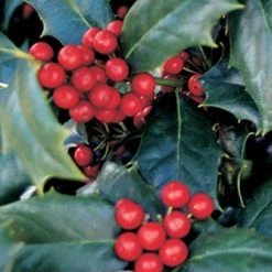 SOUTHERN LIVING 3 Gal. Robin Japanese Holly(Ilex), Live Evergreen Shrub/Tree, Glossy Green Foliage