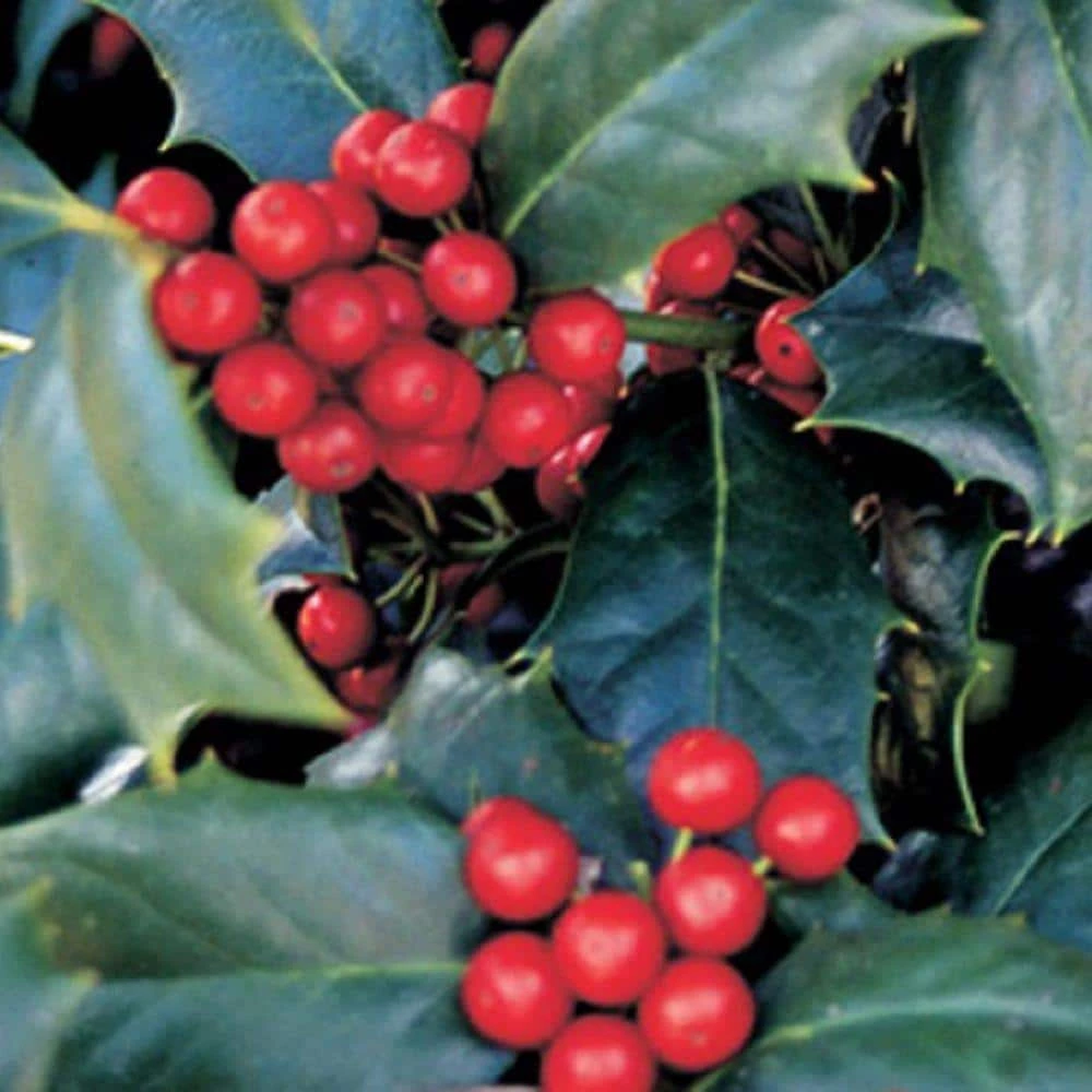SOUTHERN LIVING 3 Gal. Robin Japanese Holly(Ilex), Live Evergreen Shrub/Tree, Glossy Green Foliage