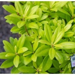SOUTHERN LIVING 2 Gal. Florida Sunshine Anise (Illicium) Shrub Plant with Shade-Friendly Chartreuse Yellow Foliage