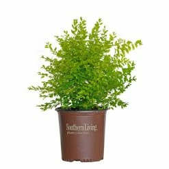 SOUTHERN LIVING 2 Gal. Sunshine Ligustrum, Evergreen Shrub, Bright Golden-Yellow Foliage