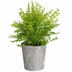SOUTHERN LIVING 2 Gal. Sunshine Ligustrum with Plant Koo-z Pot Sleeve Cover (Motley Weave)