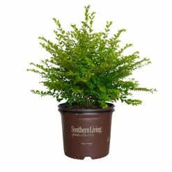 SOUTHERN LIVING 3 Gal. Sunshine Ligustrum, Evergreen Shrub, Bright Golden-Yellow Foliage