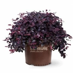 SOUTHERN LIVING 2 Gal. Purple Pixie Dwarf Weeping Loropetalum, Groundcover Evergreen Shrub with Purple Foliage, Pink Blooms