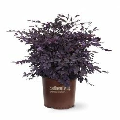 SOUTHERN LIVING 3 Gal. Purple Diamond Semi-Dwarf Loropetalum, Evergreen Shrub with Purple Foliage, Pink Ribbon Blooms