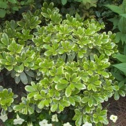 SOUTHERN LIVING 2 Gal. Mojo Pittosporum, Live Dwarf Evergreen Shrub, Green and White Variegated Foliage