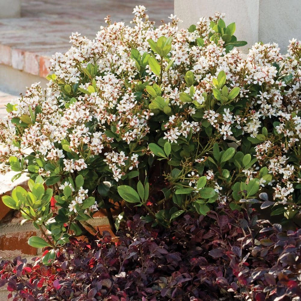 SOUTHERN LIVING 2 Gal. Spring Sonata Indian Hawthorn, Live Evergreen Shrub, White Flower Clusters - Image 5