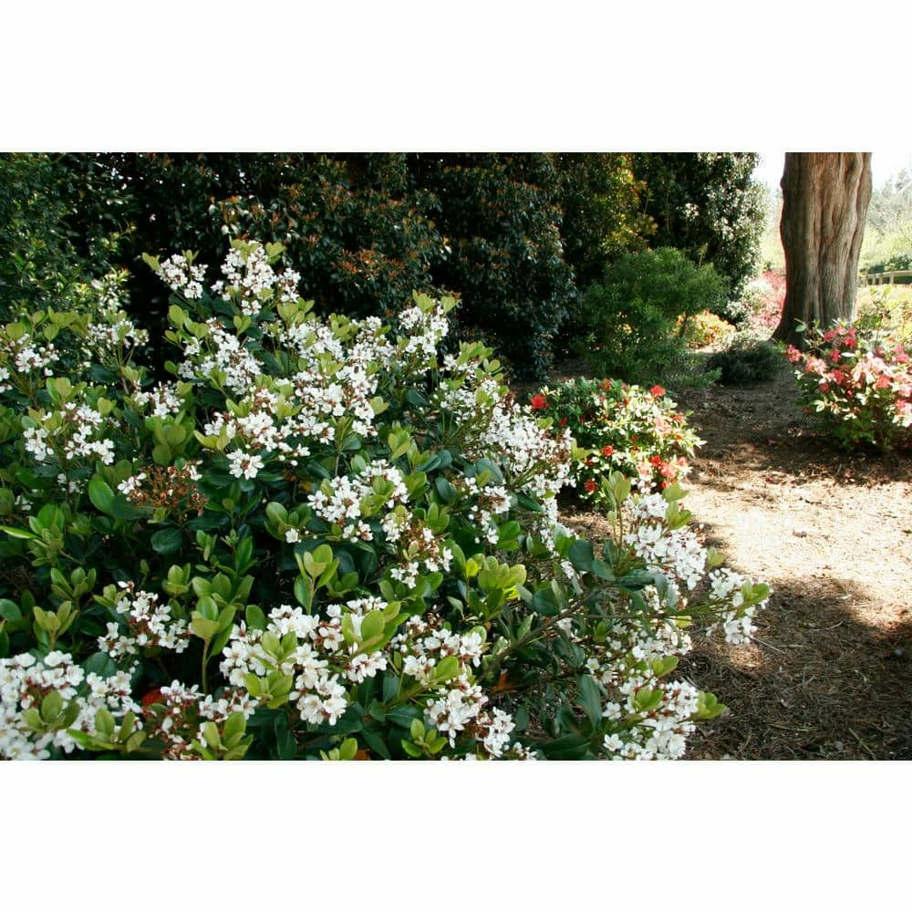 SOUTHERN LIVING 2 Gal. Spring Sonata Indian Hawthorn, Live Evergreen Shrub, White Flower Clusters - Image 3