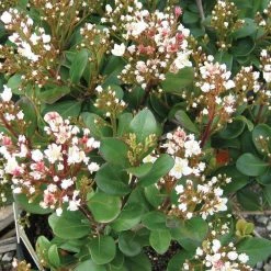SOUTHERN LIVING 2 Gal. Spring Sonata Indian Hawthorn, Live Evergreen Shrub, White Flower Clusters