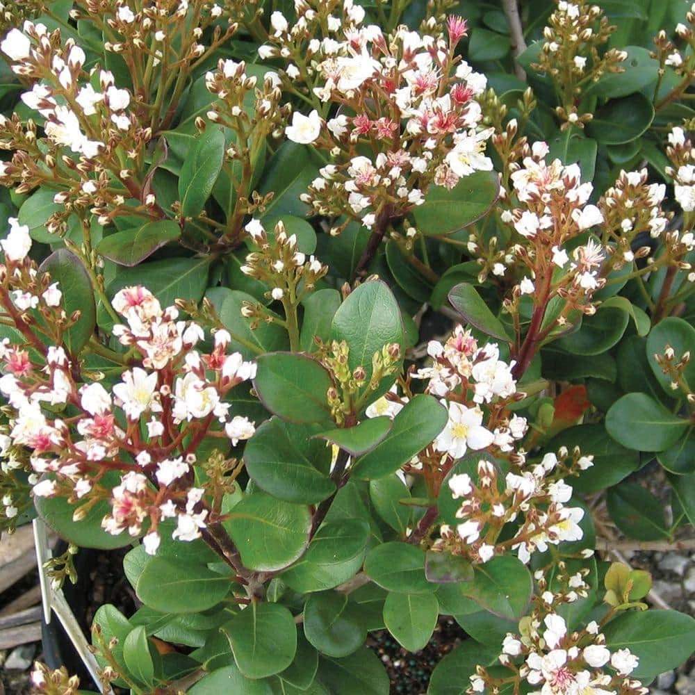 SOUTHERN LIVING 2 Gal. Spring Sonata Indian Hawthorn, Live Evergreen Shrub, White Flower Clusters