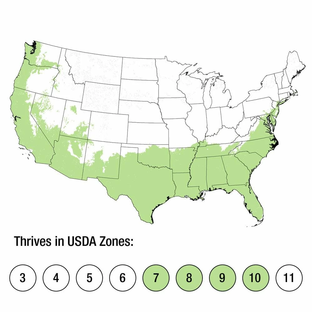 SOUTHERN LIVING 2 Gal. Spring Sonata Indian Hawthorn, Live Evergreen Shrub, White Flower Clusters - Image 4