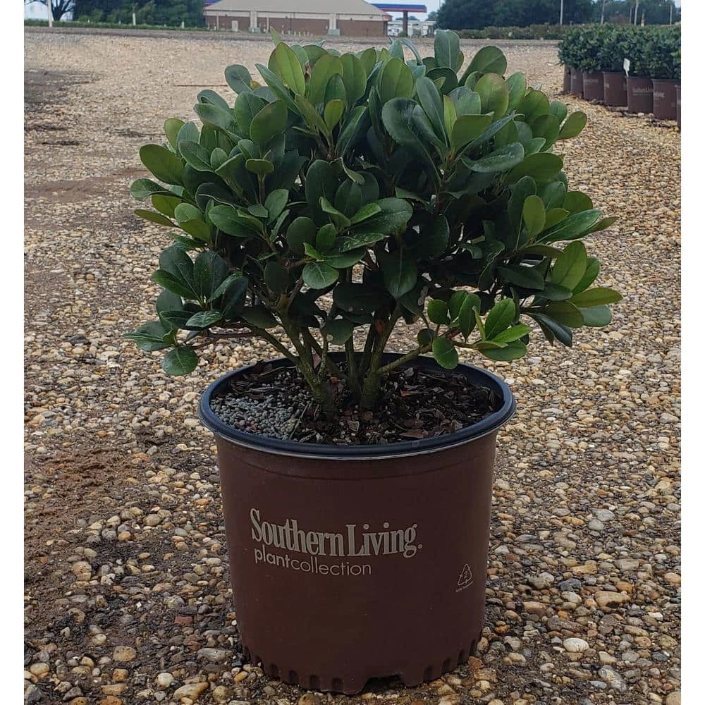SOUTHERN LIVING 2 Gal. Spring Sonata Indian Hawthorn, Live Evergreen Shrub, White Flower Clusters - Image 2