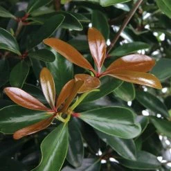 SOUTHERN LIVING 3 Gal. Leann Cleyera - Live Mid-Sized Evergreen Shrub, Glossy Foliage