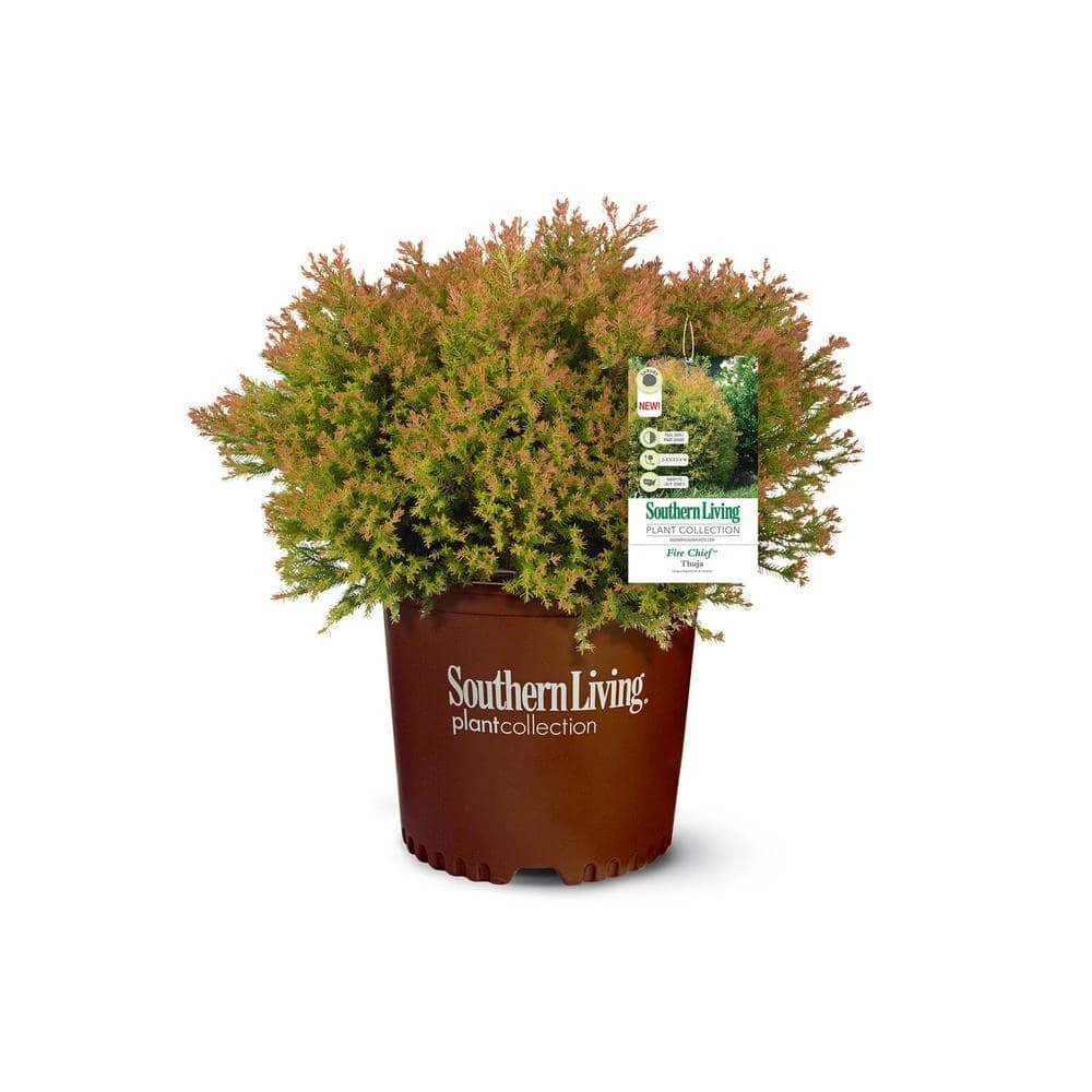 SOUTHERN LIVING 2 Gal. Fire Chief Arborvitae (Thuja) Live Dwarf Evergreen Shrub, Golden-Orange Foliage